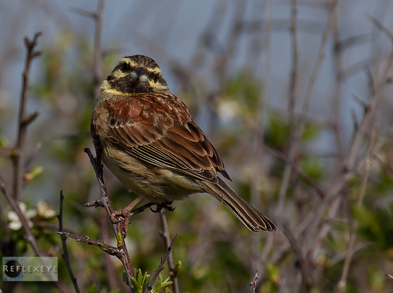 Cirl Bunting 4
